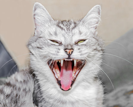 Yawning cat, hissing cat