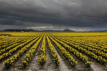 Daffodils in Skagit Valley, WA