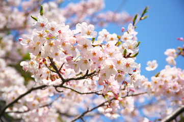 桜