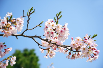 桜