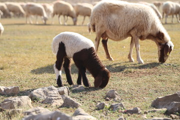 Sheep and lamb