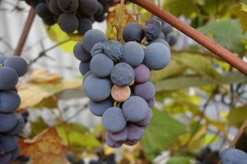 Blue grapes