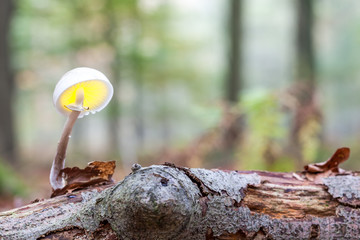 an porcelain fungus