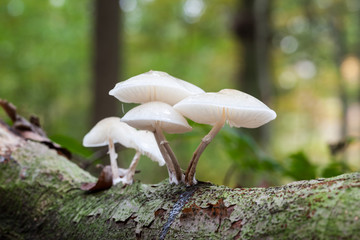 an porcelain fungus