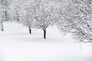 Winter park in snow