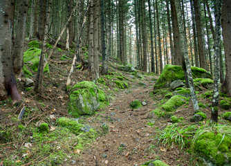 Obraz premium The trail in a pine green, moss covered forest