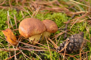 Young, brown boletes in forest litter