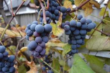 Blue grapes