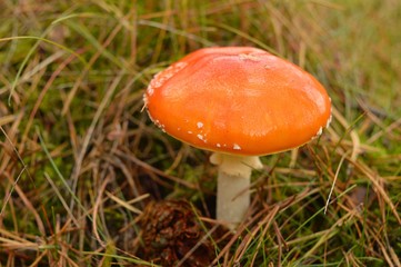 Beautiful red toadstool with white dots in forest litter