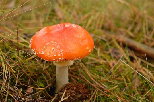 Beautiful red toadstool with white dots in forest litter