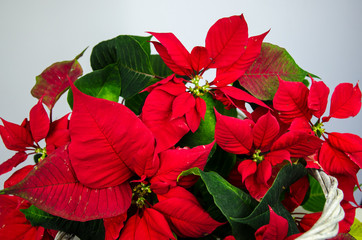beautiful red christmas poinsettia flower