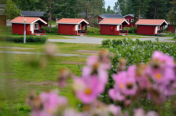 Houses in row in Sweden and wonderful lila flowers in foreground