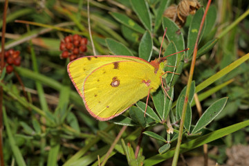 farfalla gialla con occhi verdi (Colias crocea)