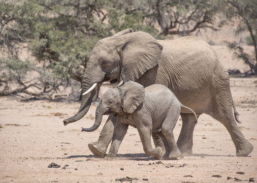 Mom And Baby Elephant