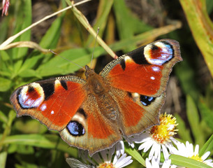 vanessa io, occhio di pavone (Inachis io)
