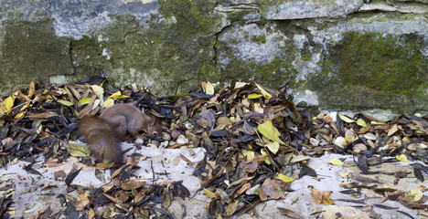 Autumn, a squirrel free in the wild