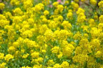 菜の花