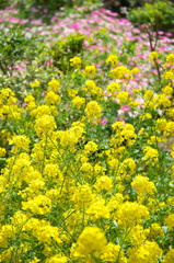 菜の花