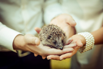 Set. small prickly hedgehog in the hands of people