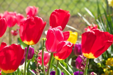 チューリップ