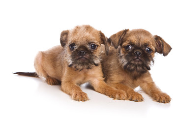 Two Griffon puppy dog (isolated on white)