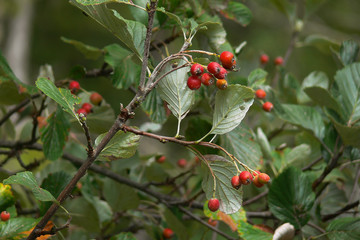 Sorbo montano (Sorbus aria) ramo con frutti