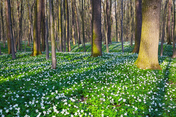 Meadow covered with white primroses.