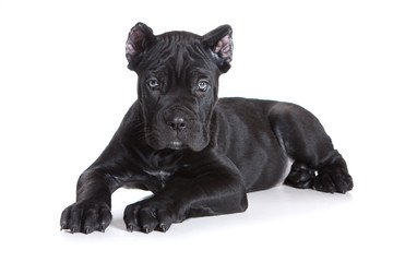 Black puppy Cane Corso (isolated on white)