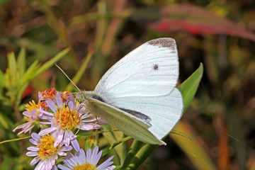 cavolaia minore, pieride della rapa (Pieris rapae  o Artogeia rapae)