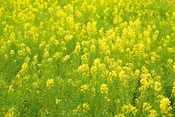 菜の花