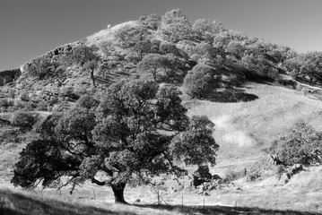 Oak Trees, Shell Ridge, Walnut Creek, California