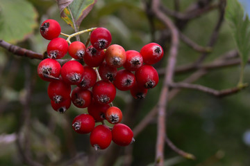 Obraz premium Sorbo montano (Sorbus aria) ramo con frutti rossi