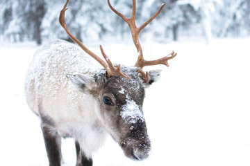 Beautiful Reindeer