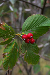 sorbo montano (Sorbus aria) ramo con frutti rossi