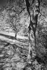 Fototapeta na wymiar Oak Trees, Shell Ridge, Walnut Creek, California