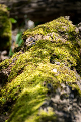 Moss Covered Log