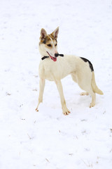 Dog Playing In The Snow