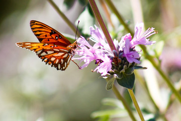 Butterfly Stop
