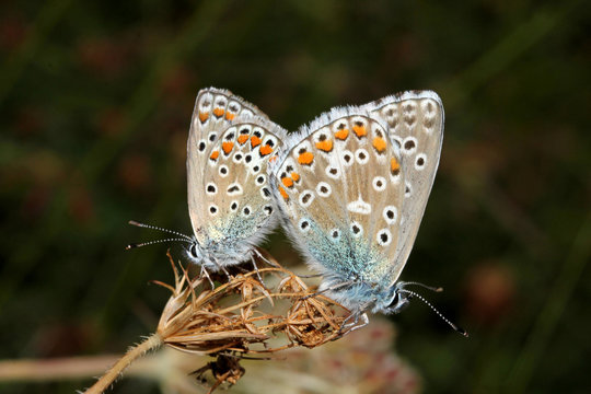 farfalline in accoppiamento (icaro, Polyommatus icarus)