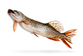 Pike fish on a white background