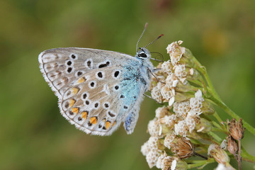 farfallina (icaro, Polyommatus icarus)