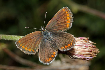 farfallina bruna su un cardo (icaro, Polyommatus icarus, femmina)