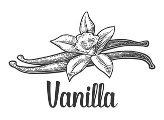 Vanilla stick and flower. Vector black vintage engraved