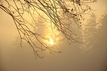 Mist in autumn morning with brown branch of tree
