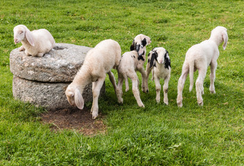 flock of lop eared alpine lambs on green meadow © Patrik Stedrak