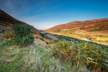 College Valley in Autumn, is one of five cutting into the Cheviot Hills, with College Burn winding its way down