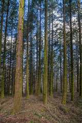 Obraz premium Dense pine tree woods