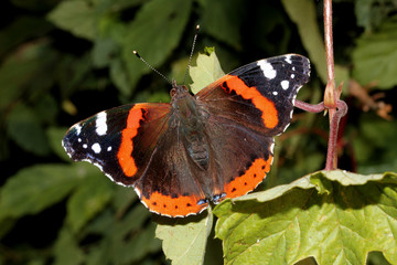 farfalla rossonera, vulcano (Vanessa atalanta)