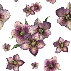 Watercolor floral pattern with hellebore. Hand painted winter flowers and leaves isolated on white background. Botanical ornament with christmas rose for design, print or fabric.