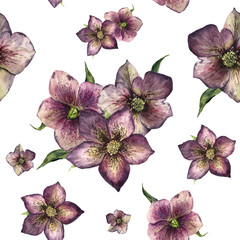 Watercolor floral seamless pattern with hellebore. Hand painted winter flowers and leaves isolated on white background. Botanical ornament with christmas rose for design, print or fabric.